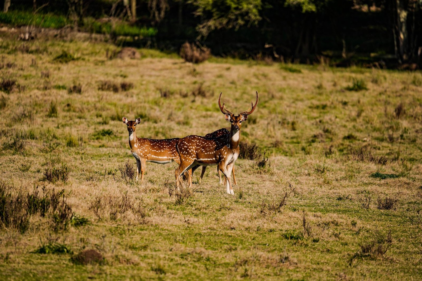 Children exploring nature